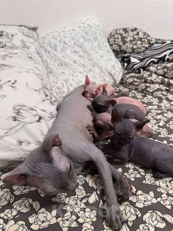 Кошки в Саратове: Котята сфинкса Мальчик, 20 000 руб. - фото 4