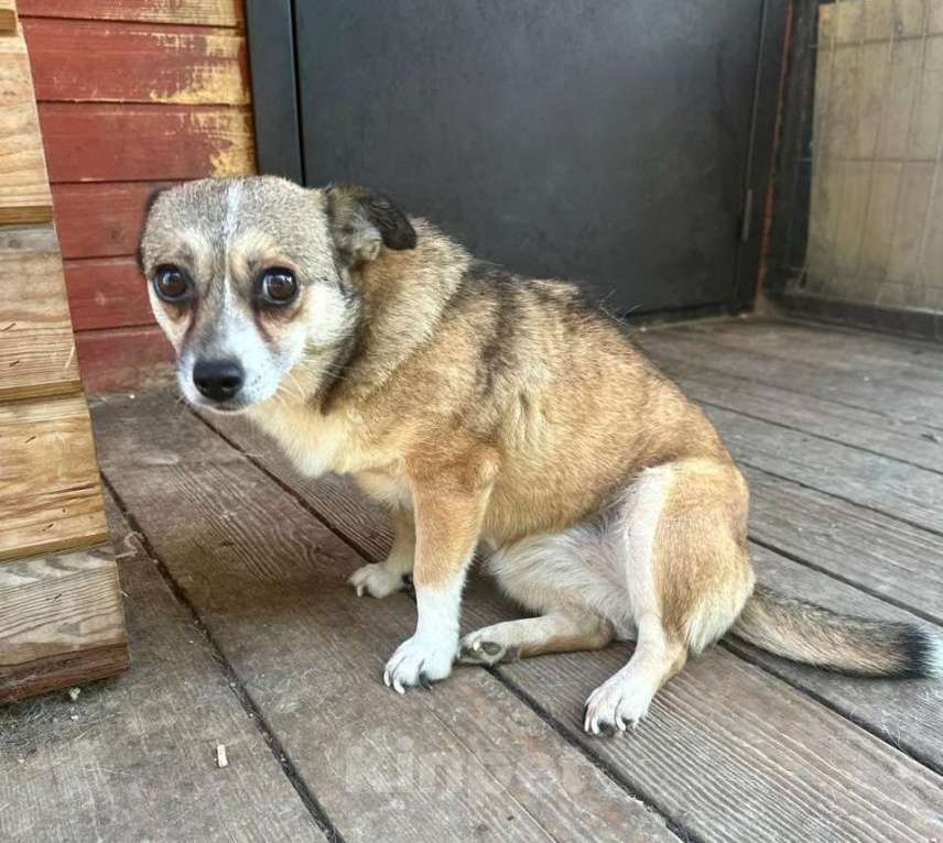 Собаки в Санкт-Петербурге: Малюсенькая диванная собачка ищет дом Девочка, Бесплатно - фото 9