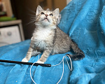 Кошки в Санкт-Петербурге: Крошка-котенок ищет дом Девочка, Бесплатно - фото 9