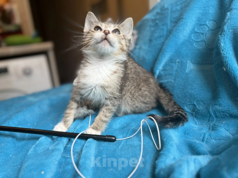 Кошки в Санкт-Петербурге: Крошка-котенок ищет дом Девочка, Бесплатно - фото 9