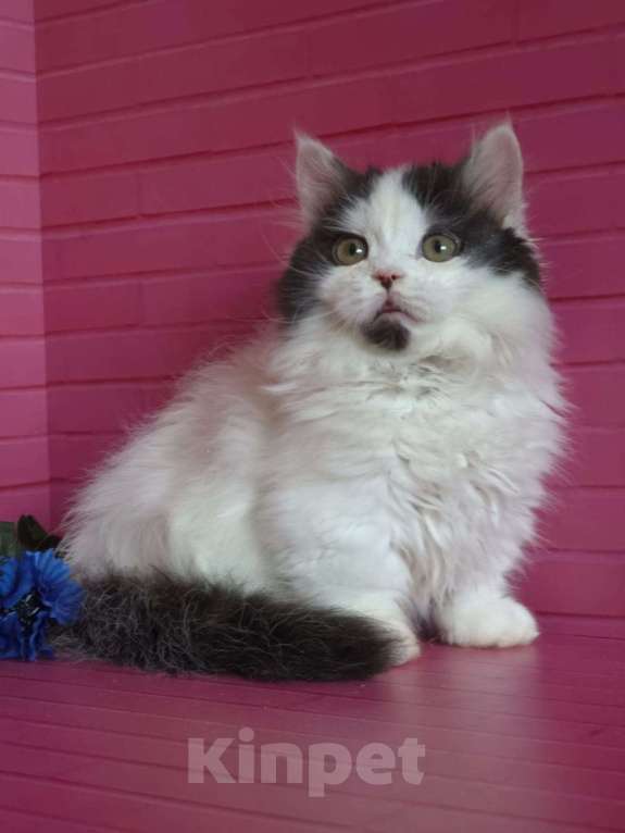 Кошки в Москве: Манчкины два мальчика короткие лапки Мальчик, 35 000 руб. - фото 1