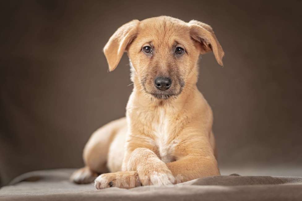 Собаки в Клине: Мейси — жизнерадостная шалунья, которая подарит вам море радостных моментов Мальчик, Бесплатно - фото 1