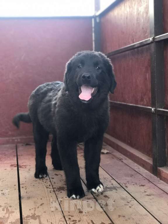 Собаки в других городах Тверской области: Тувинская овчарка щенок Девочка, 20 000 руб. - фото 1