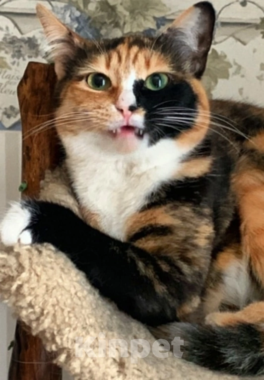 Кошки в Москве: Дашка 3г в добрые руки Девочка, Бесплатно - фото 5