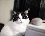 Кошки в Санкт-Петербурге: Бетти — тихая, трогательная кошка Девочка, Бесплатно - фото 2