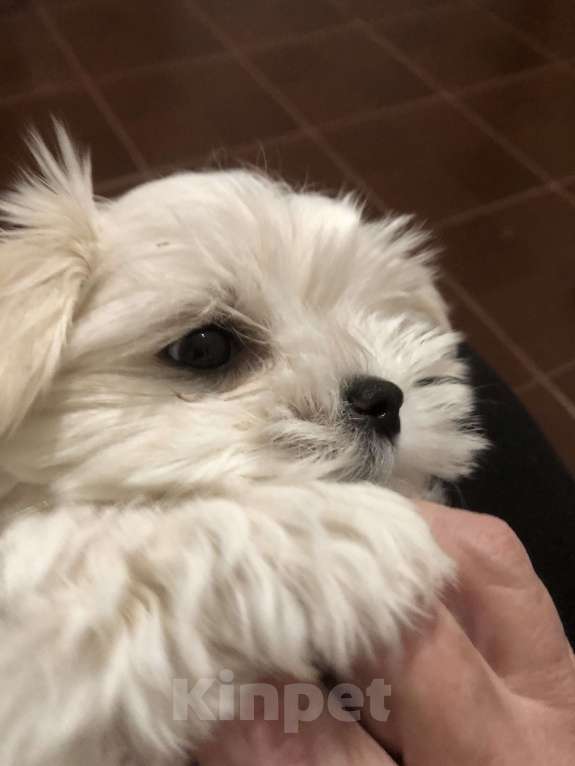 Собаки в Москве: Мафи Девочка, 60 000 руб. - фото 2