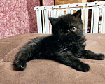 Кошки в Ливны: Котята-Экзоты, 35 000 руб. - фото 4