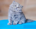 Кошки в Санкт-Петербурге: Британский длинношерстный котенок Эдвард Мальчик, 30 000 руб. - фото 4