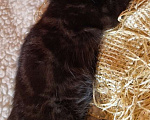 Кошки в Москве: Котенок Магги, 2 месяца, окрас черный мрамор Девочка, Бесплатно - фото 7