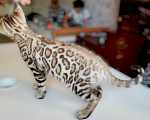 Кошки в Москве: Бенгальский котенок mink снежный (редкий окрас) Мальчик, 40 000 руб. - фото 4