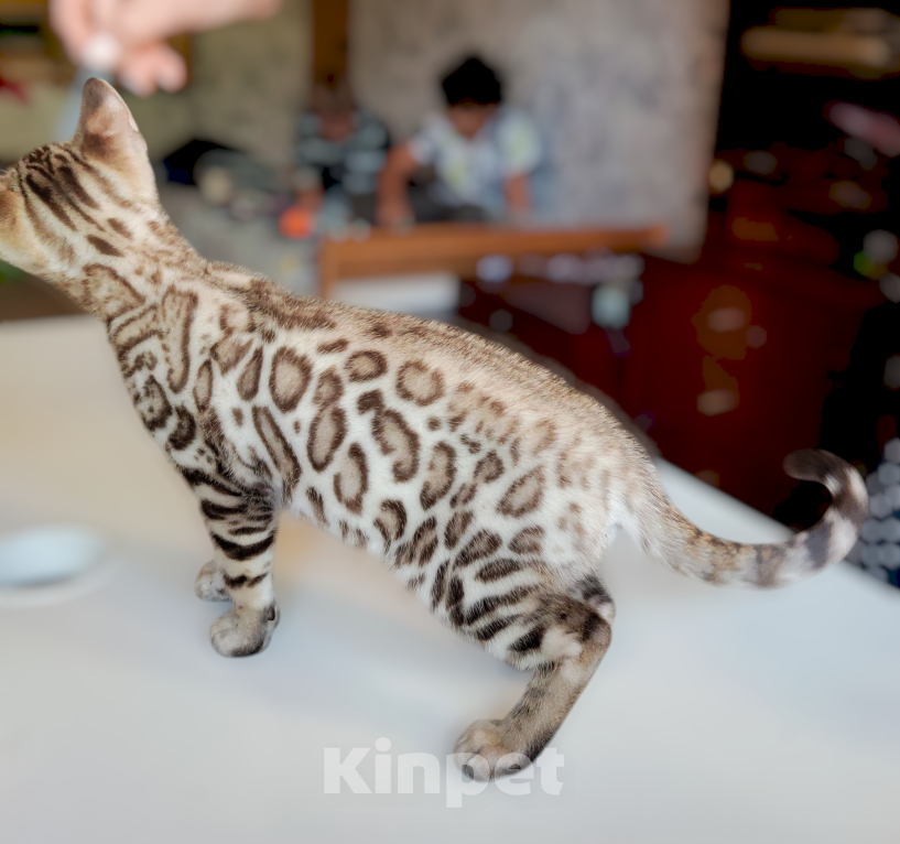Кошки в Москве: Бенгальский котенок mink снежный (редкий окрас) Мальчик, 40 000 руб. - фото 4