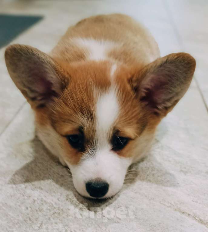 Собаки в Кингисеппе: Красотка Девочка, 70 000 руб. - фото 2