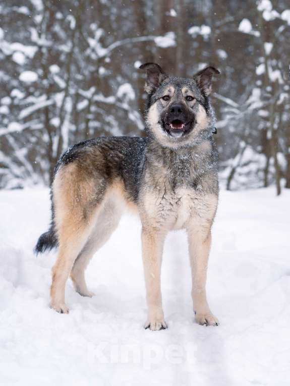 Собаки в Москве: Соня, 1 год Девочка, Бесплатно - фото 2