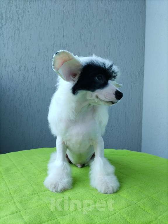 Собаки в Санкт-Петербурге: Голый мальчик китайской хохлатой собаки Мальчик, 45 000 руб. - фото 5