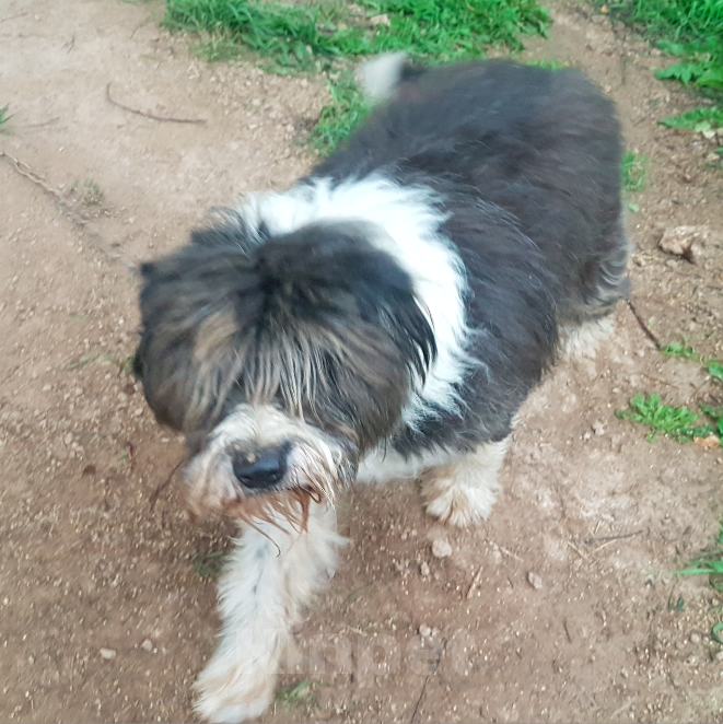 Собаки в Москве: Сафрон Мальчик, Бесплатно - фото 3