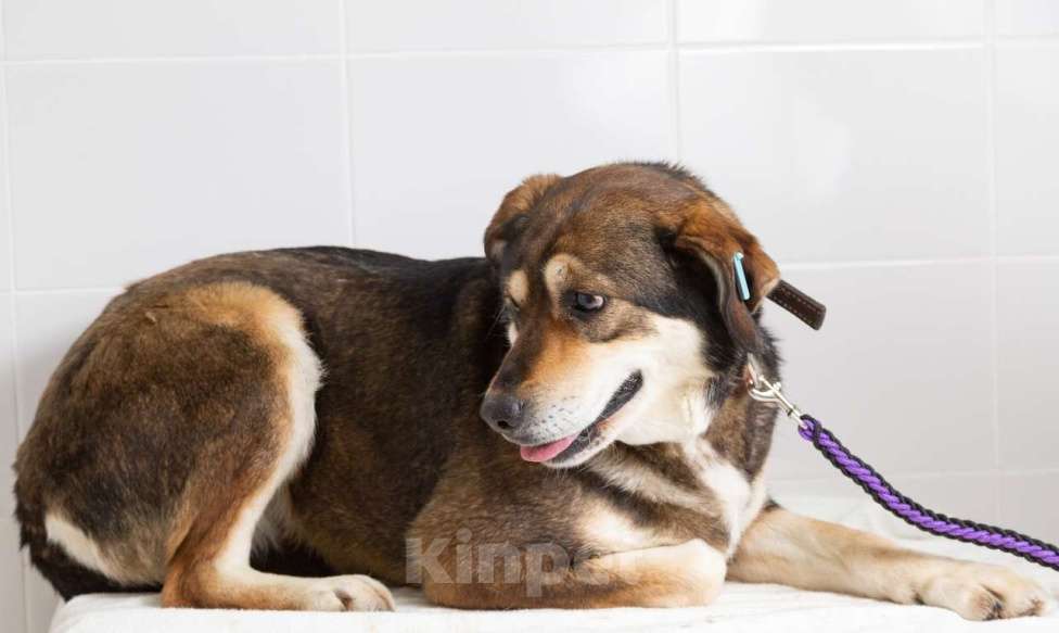 Собаки в Наро-Фоминске: Нора из приюта Берегиня Девочка, Бесплатно - фото 5