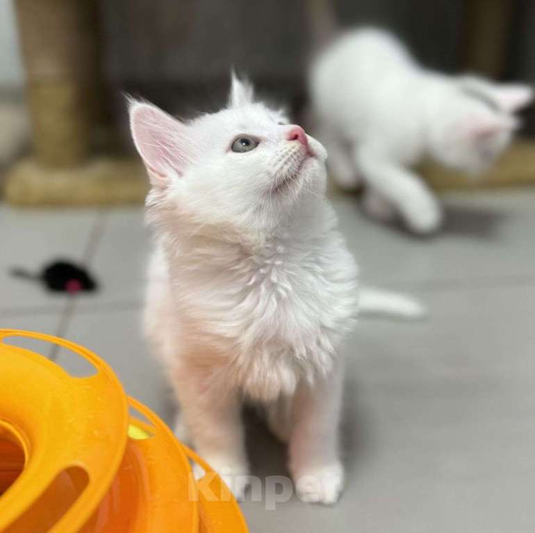 Кошки в Москве: Пушистая беленькая малютка грустит взаперти 💔 Девочка, Бесплатно - фото 3