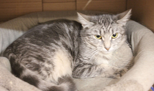 Скромница Гита