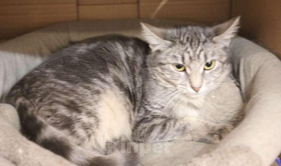 Кошки в Москве: Скромница Гита Девочка, Бесплатно - фото 1