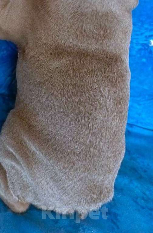 Собаки в Москве: Французский бульдог изабелла мальчик Мальчик, Бесплатно - фото 5