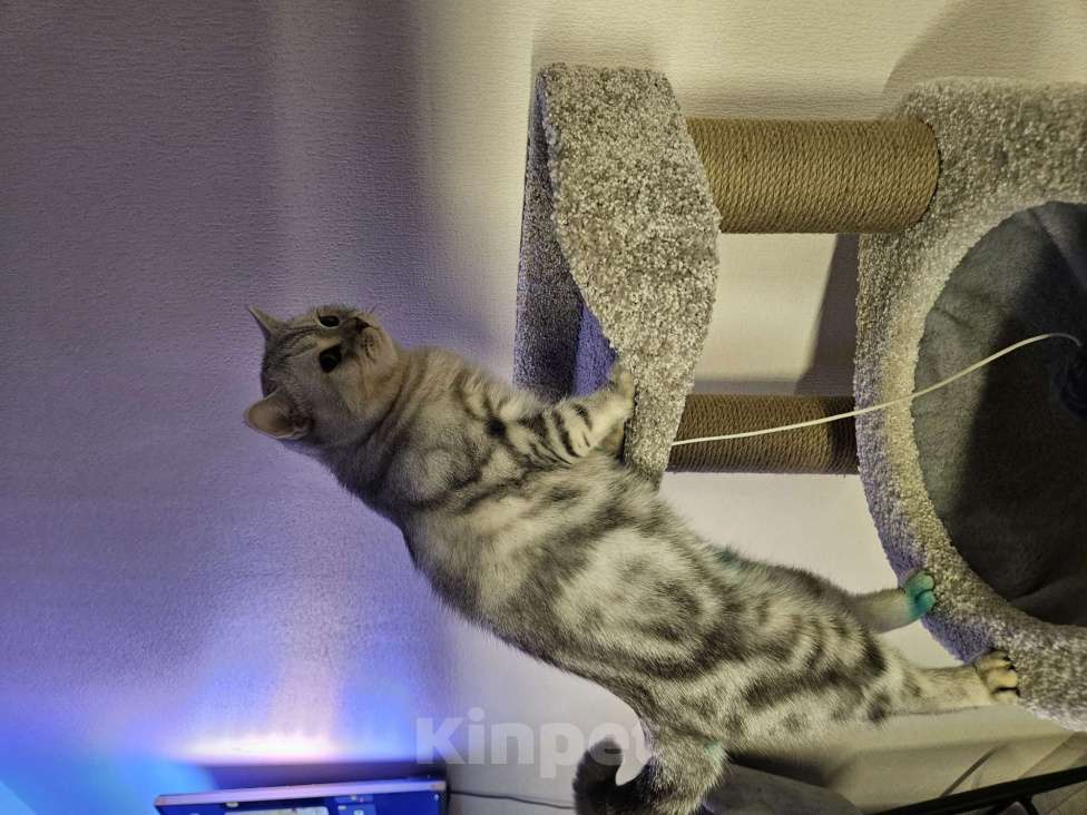 Кошки в Перми: Шотландская прямоухая кошка Мальчик, Бесплатно - фото 1