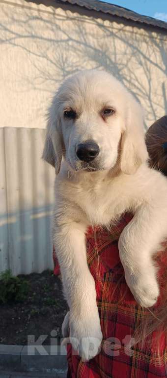 Собаки в Москве: Щенки ретривера, мальчики Мальчик, 60 000 руб. - фото 3