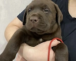 Собаки в Санкт-Петербурге: Щенки лабрадора Мальчик, 45 000 руб. - фото 2