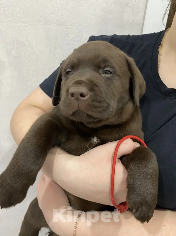 Собаки в Санкт-Петербурге: Щенки лабрадора Мальчик, 45 000 руб. - фото 2