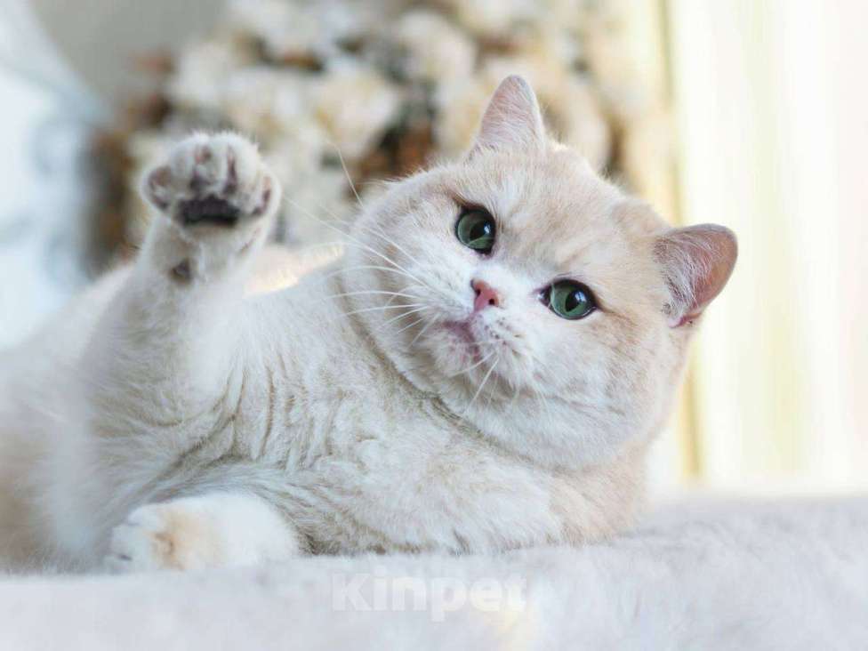 Кошки в Москве: Британская кошечка для разведения Девочка, 100 000 руб. - фото 2