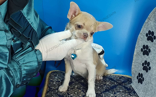 Мини мальчик с лиловым носиком