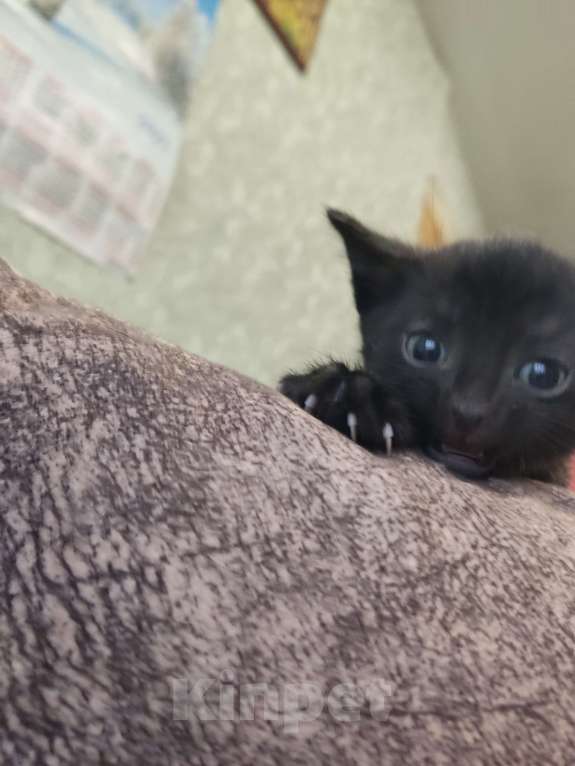 Кошки в Перми: Мальчик. Котенок Мальчик, Бесплатно - фото 2