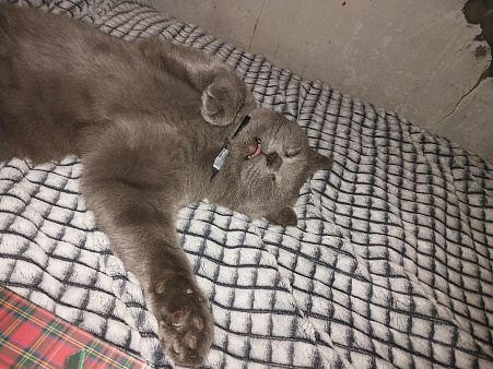 Пропал котик