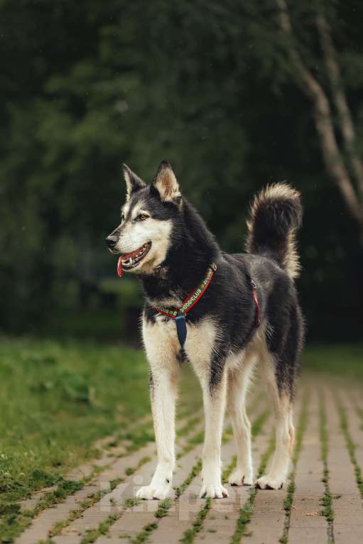 Собаки в Москве: Джой ждет свою семью Мальчик, Бесплатно - фото 3