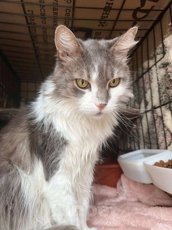 Кошки в Москве: Графиня - пушистая кошечка в добрые руки Девочка, Бесплатно - фото 6