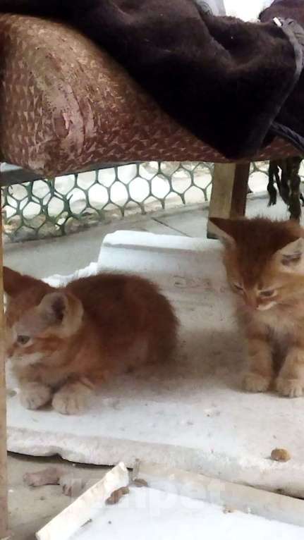 Кошки в Таганроге: Котята в добрые руки  Мальчик, Бесплатно - фото 1