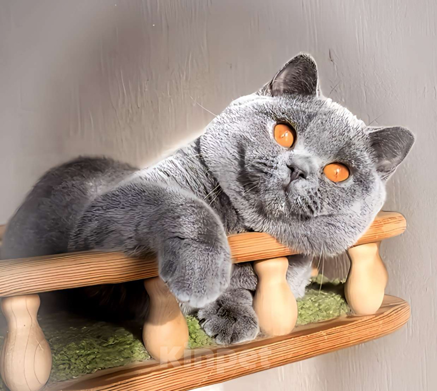 Кошки в Москве: Элитные британские к/ш котята  Девочка, Бесплатно - фото 5