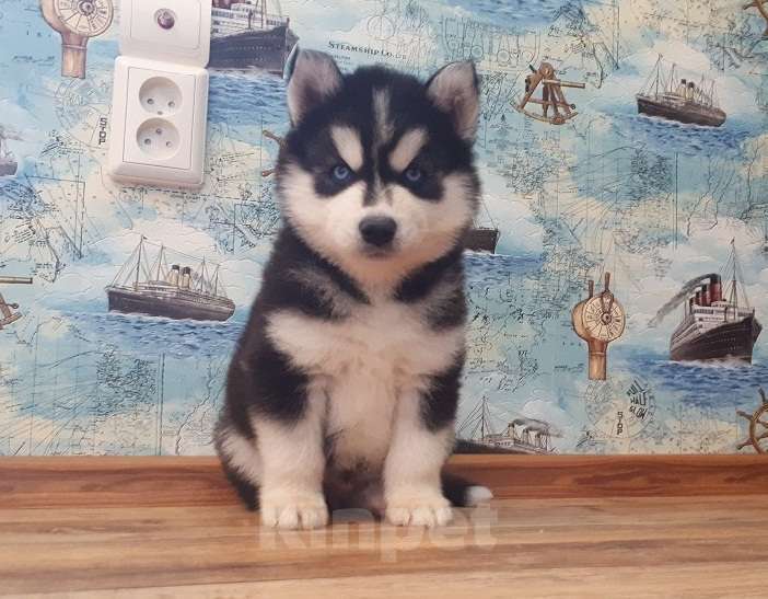 Собаки в Воркуте: Хаски Щенки Разных окрасов Разнополые, Бесплатно - фото 1