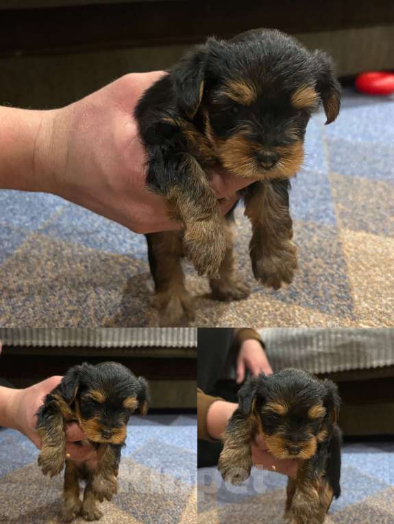 Собаки в других городах Иркутской области: Йоркширский терьер мини Мальчик, 25 000 руб. - фото 2