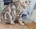 Кошки в Златоусте: Ищет дом Мальчик, Бесплатно - фото 2