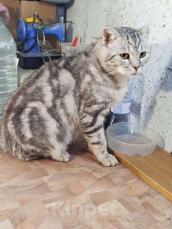 Кошки в Златоусте: Ищет дом Мальчик, Бесплатно - фото 2