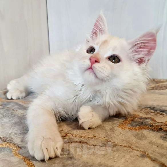 Кошки в других городах Ярославской области: Котята Мейн кун Мальчик, Бесплатно - фото 7