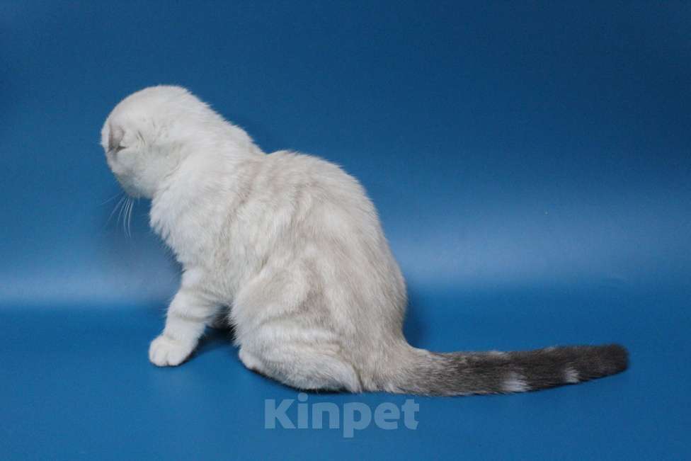 Кошки в Новороссийске: Шотландская вислоухая девочка  Девочка, 80 000 руб. - фото 6