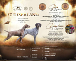 Собаки в Кореновске: Щенки породы курцхаар IZ dizerland Мальчик, 50 000 руб. - фото 1