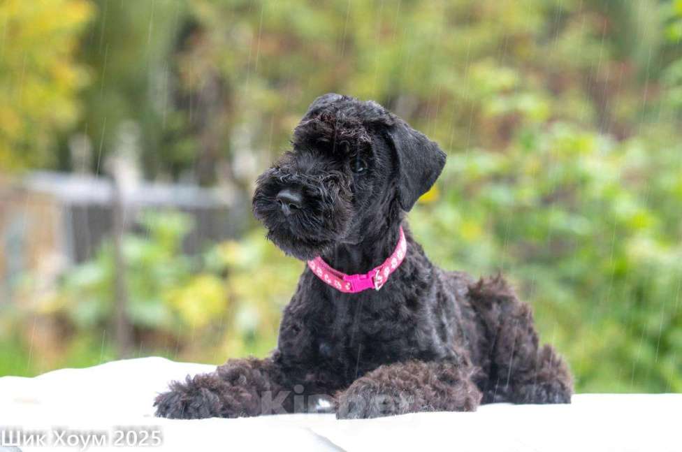 Собаки в Перми: Щенок Керри-Блю-терьера Девочка, 60 000 руб. - фото 1