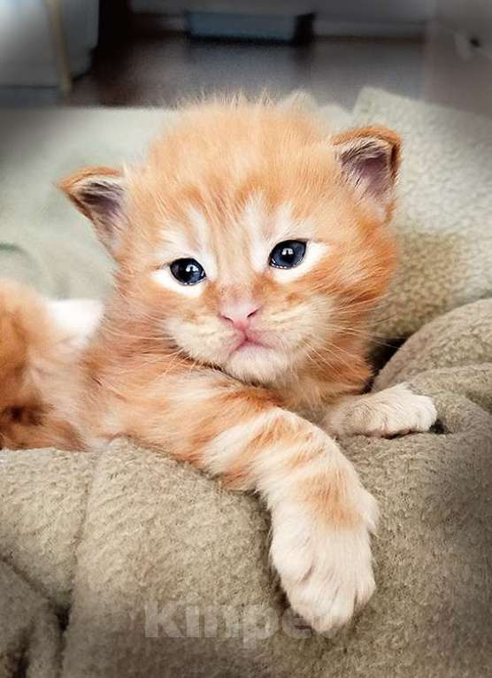 Кошки в Барнауле: Котята мейн-кун Мальчик, Бесплатно - фото 1