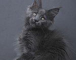 Кошки в Москве: Котенок мейн-кун  Девочка, 60 000 руб. - фото 4