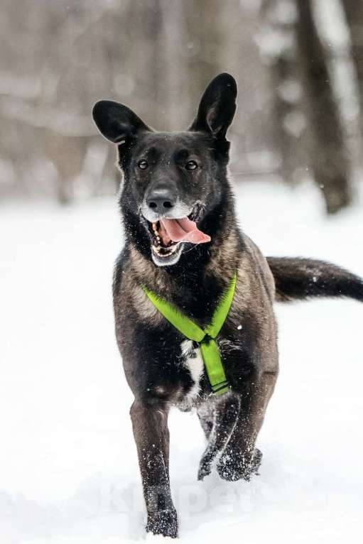 Собаки в Москве: Добрый Дали ищет дом Мальчик, Бесплатно - фото 2