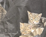 Кошки в других городах Ленинградской области: Котята 2,5 мес ищут дом, срочно! Им не выжить за городом! Разнополые, Бесплатно - фото 1