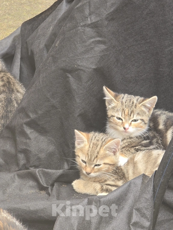 Кошки в других городах Ленинградской области: Котята 2,5 мес ищут дом, срочно! Им не выжить за городом! Разнополые, Бесплатно - фото 1