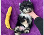 Собаки в Москве: Чёрный йорк девочка стандарт кукольная Девочка, 70 000 руб. - фото 3